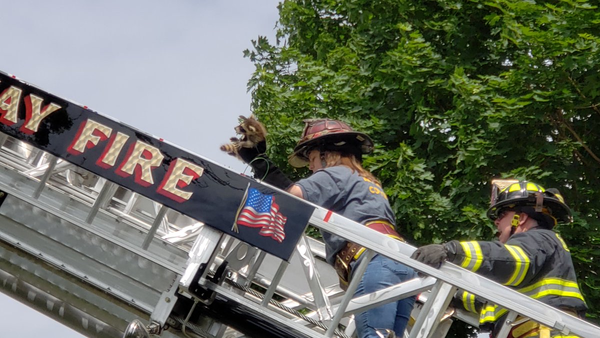 stevenlmass's tweet photo. Meanwhile in Medway.... Animal Ctrl Ofcr Hamelin rescues a baby raccoon from a tree @MorelliJim, @Fox25N @TownofMedway @Medwayfire https://t.co/p8tebF8TTG