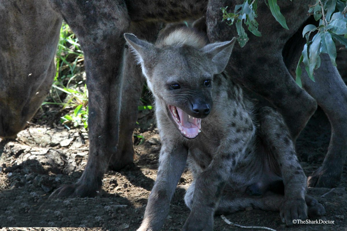 TheSharkDoctor's tweet photo. A spotted hyena shows some preliminary signs of aggression as another tourist vehicle gets a bit too close.
@LatestKruger @SANParksKNP #oseas #conservationcrew #nature #kruger #hyena https://t.co/4FCoez3Sli