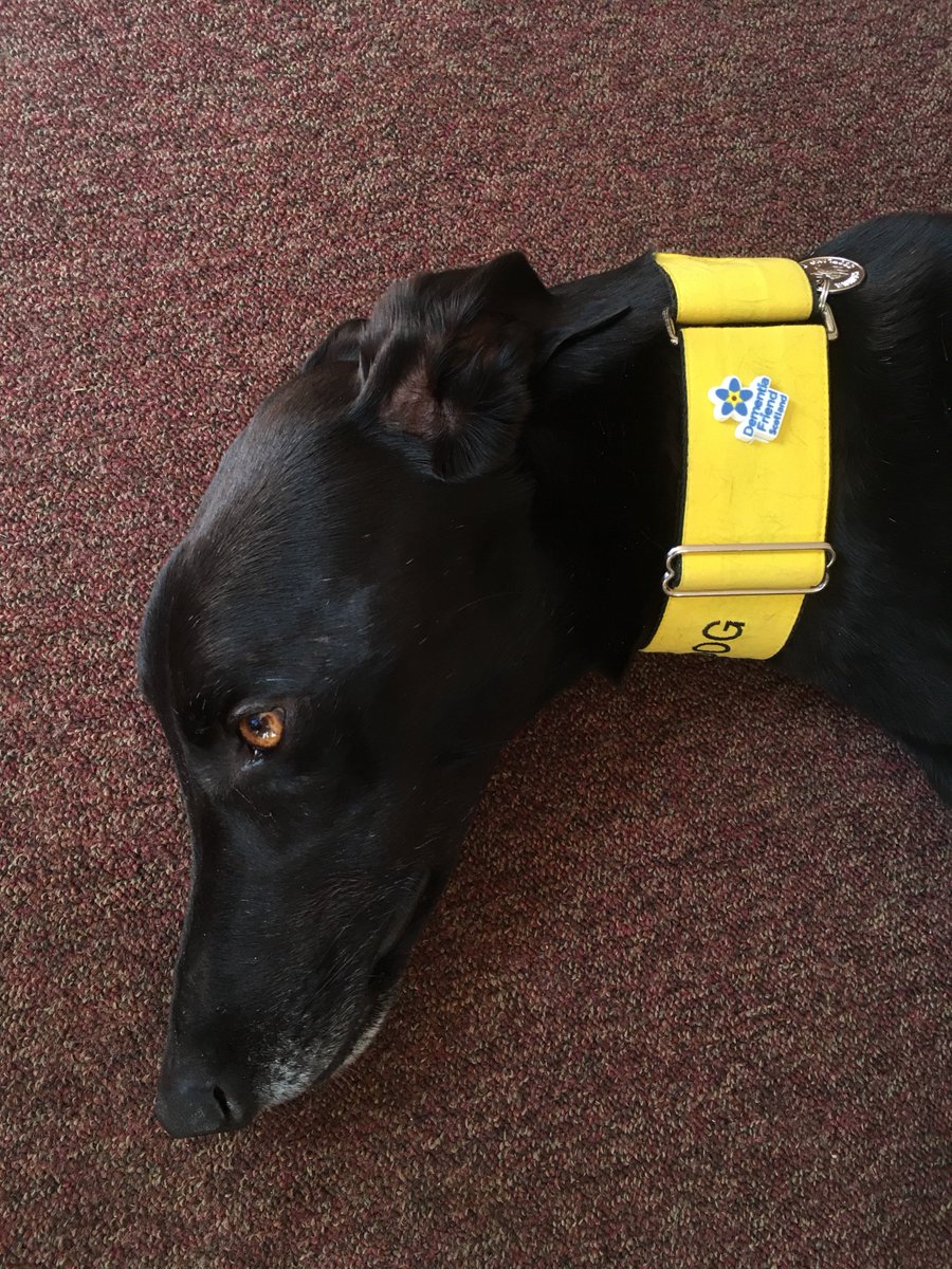 #Dementiaawarenessweek
#therapypet
Jake is now a Dementia Friend after attending his training session today @WishawGen