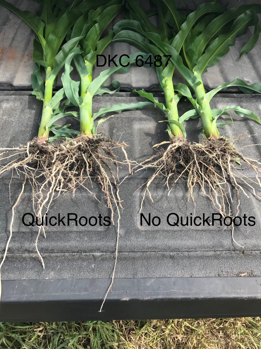 QuickRoots Trial on DKC 6487
Increased root mass with QR #Asgrow_Dekalb