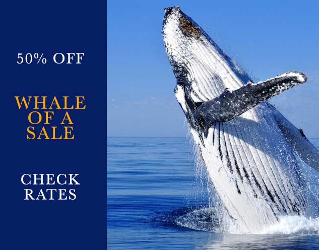 gabrielsptown's tweet photo. 🐳 A Whale of a Sale - Take 50% Off! 🐳 - https://t.co/jD7M35AbFU https://t.co/a9GEr4BhX8