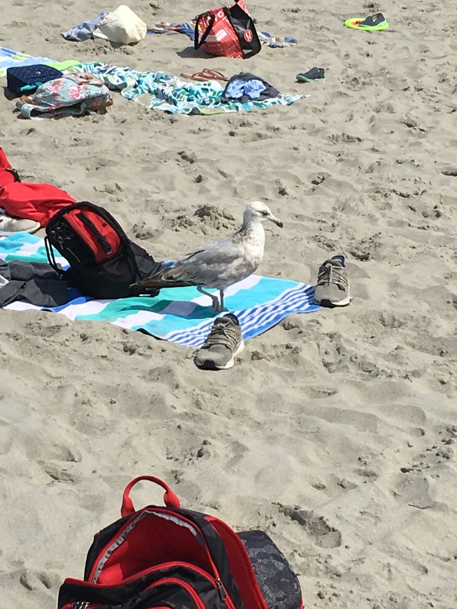 MrFrank5F's tweet photo. Help! An ancient beach curse has turned Mr. Lund into a seagull! #LundWatch https://t.co/ViOwIjjHYl