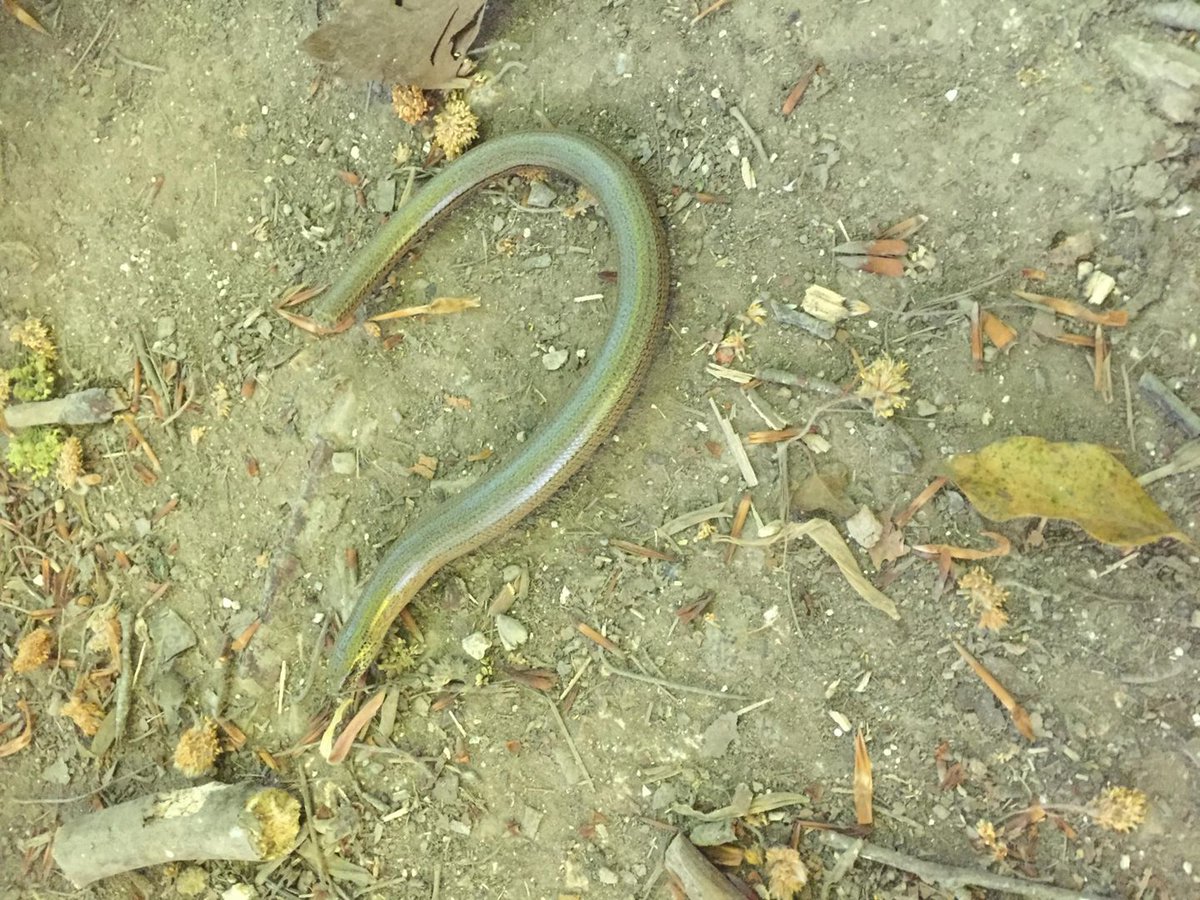 SpringNurseryH's tweet photo. Parent sharing Tweet: ๐ฑ๐
"My Mother's Day plant from L (re potted and put outside as it was taking over the kitchen!) and a slow-worm that we spotted last week for your wildlife theme"
#Parentpartnership #Springgrowlearn https://t.co/guttOzWAzy