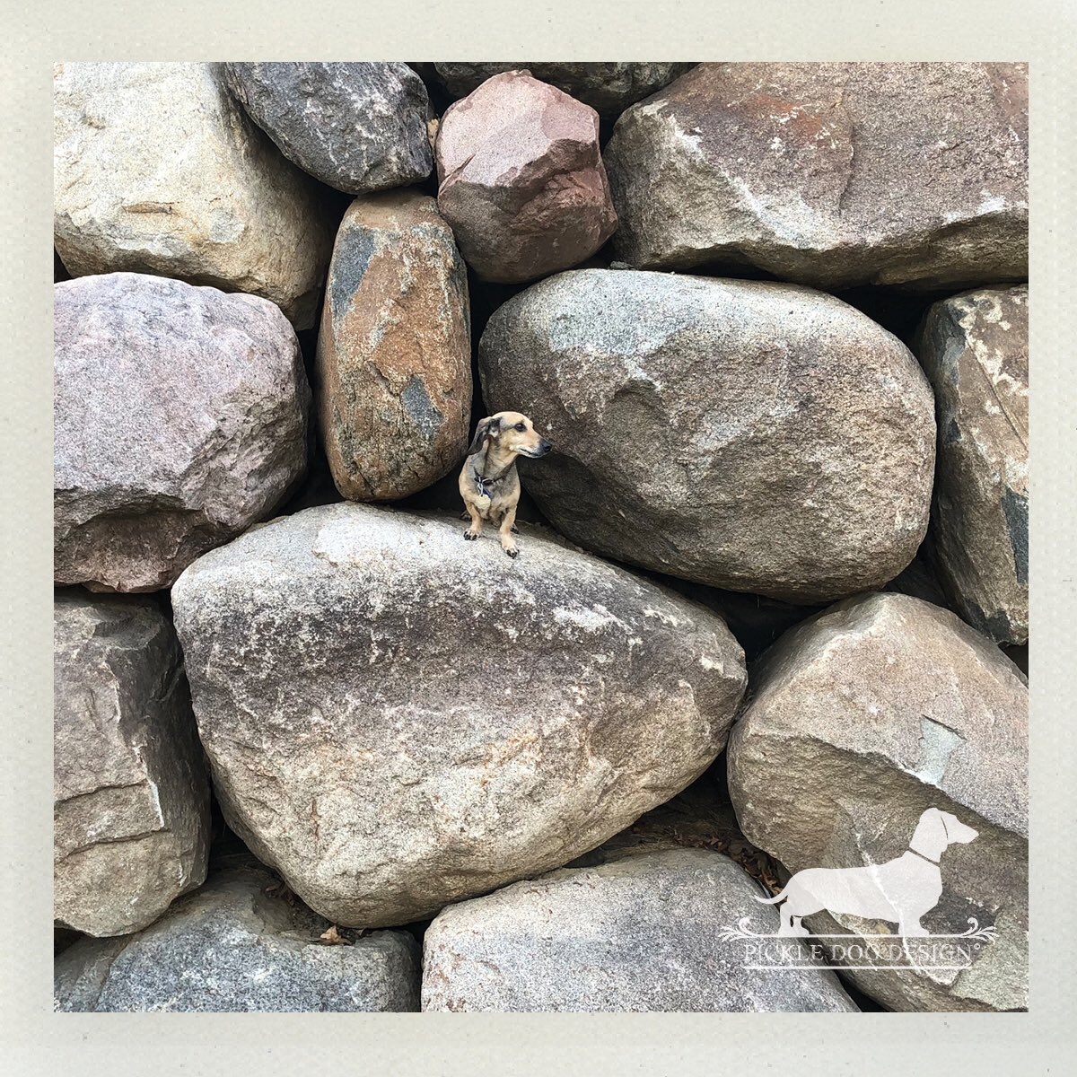 PickleDogDesign's tweet image. Thursday. In between a rock and a hard place... err, a hump day and a friyay! 😉

#betweenarockandahardplace #boulderwall #boulders #rockclimbing #onlyinmn #dogsofmsp #dogsofminneapolis #dachshund #etsylove #etsyseller #etsyshop #etsysuccess #doxie #shopsmall #shopdog #smallbiz