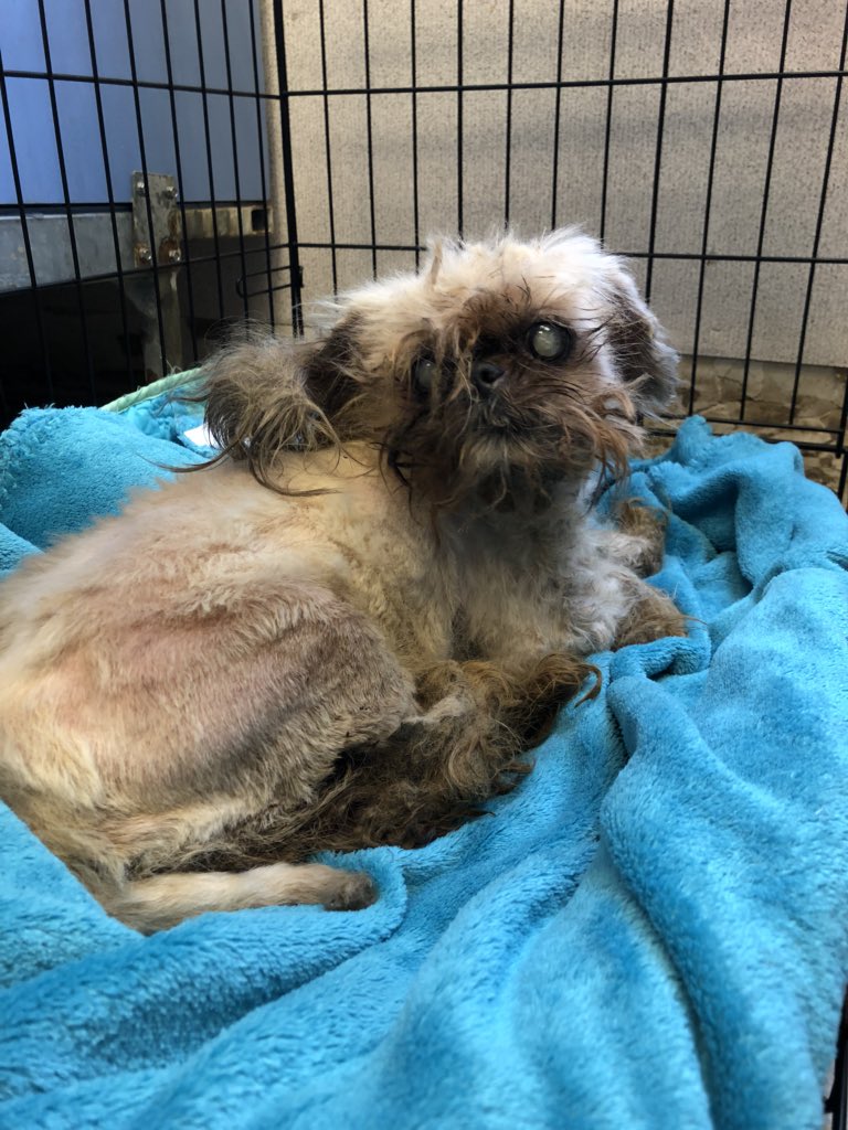 Shih Tzu Kansas City Shih Tzu Dog