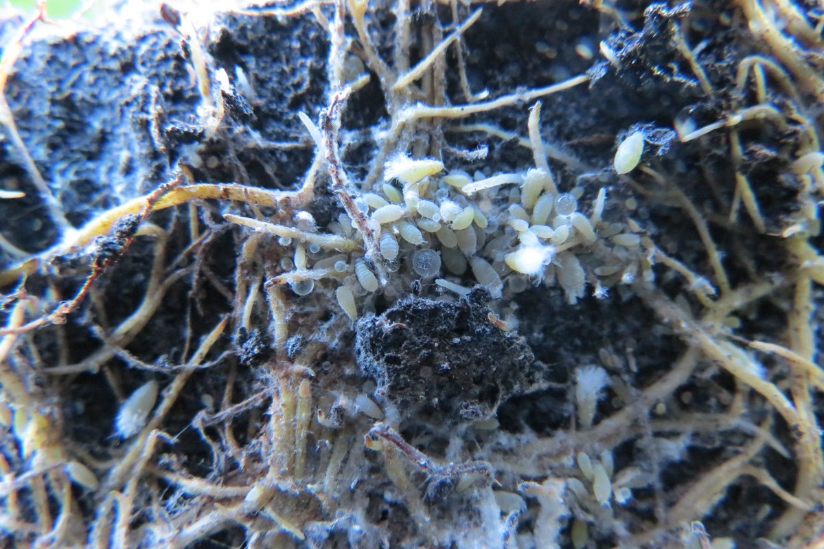 Rosemary Collier on Twitter "The daydegree forecast in the AHDB_Hort