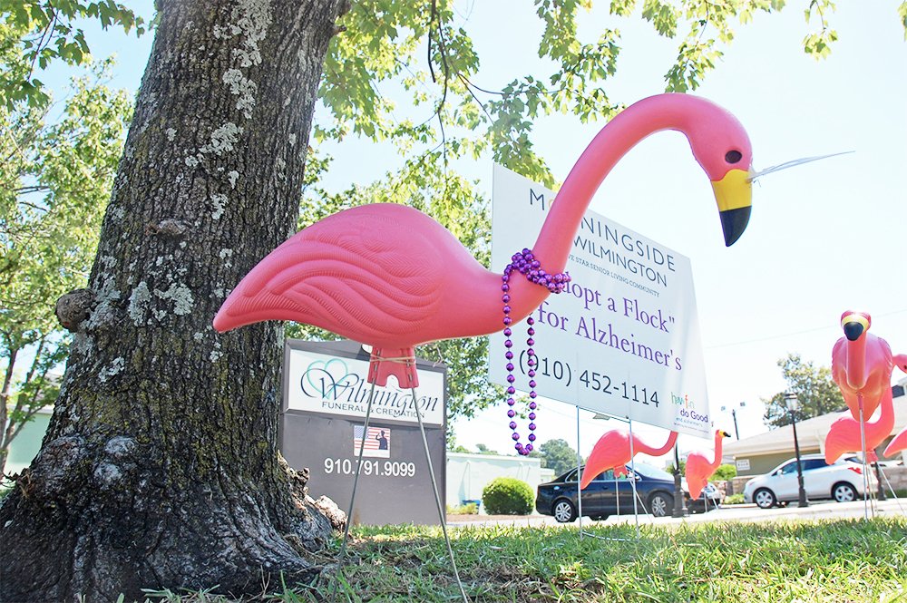 PortCityDaily's tweet photo. Take a selfie with this flock at Wilmington Funeral and Cremation and a donation will be made to @alzheimerssoc 

https://t.co/cOPCEhKepI

@j__ferebee has the story https://t.co/oPLJdQFSX1