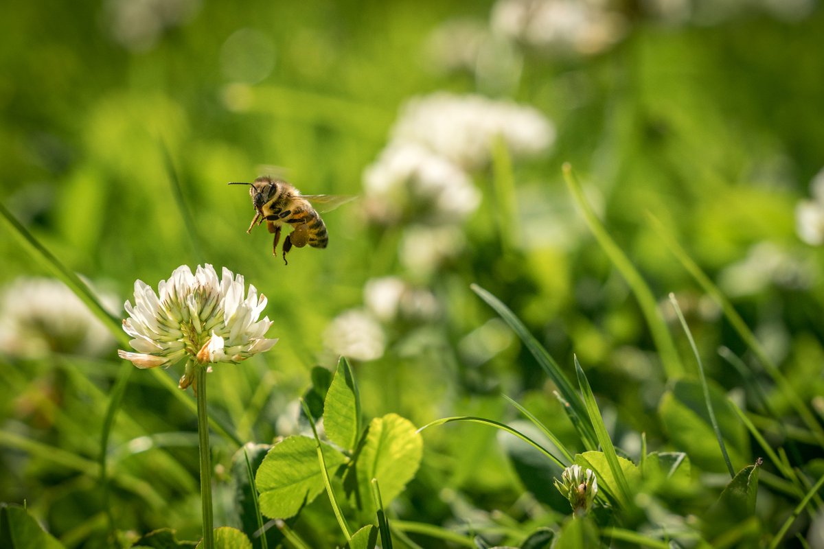 GoodinGrain's tweet photo. What's the buzz about bees? Stats Canada shows honeybee numbers are on the rise, but how can you help keep the bees healthy?ππ Read more here: https://t.co/qaEFZuqjyo #GoodinEveryGrain #honeybees #BuzzaboutBees #bees https://t.co/WTWi3InZcW