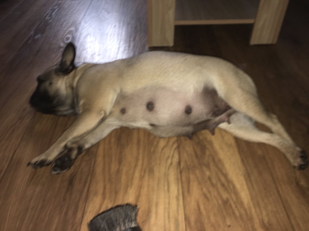 Babies due any day now - Reckon 4-6 puppies #frenchie #puppylove #puppies #frenchbulldog frenchiepuppies