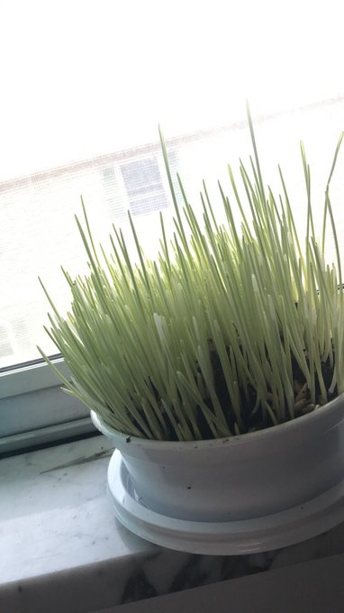 Y&rsquo;all I&rsquo;m really out here growing plants n shit. This is what happens when your depression is properly