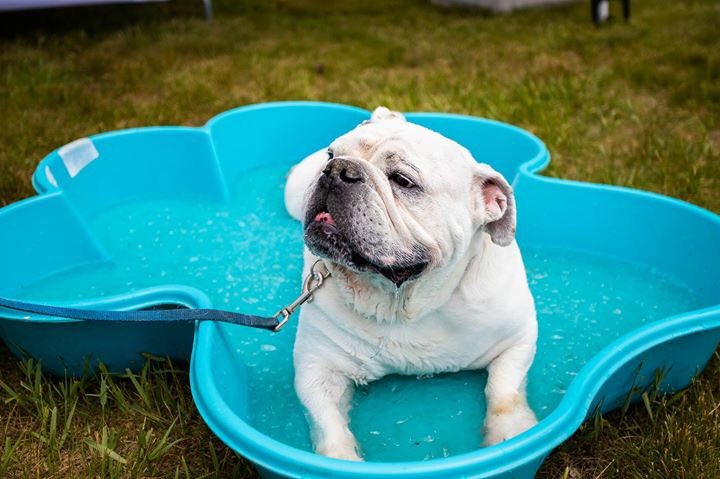 Round Barn On Twitter We Had Dog Gone Good Time With Our Local