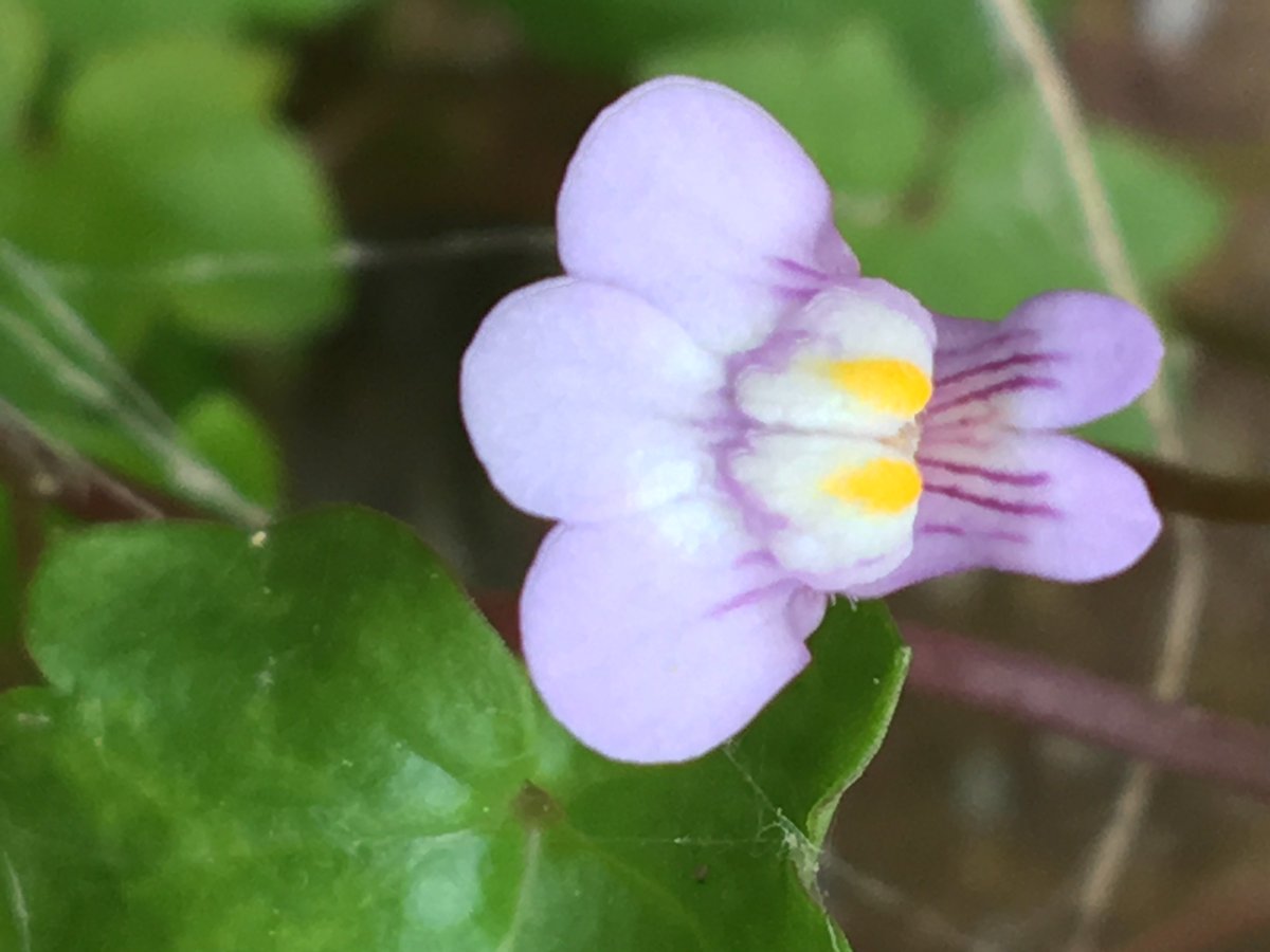 Fish_Ecology_SE's tweet photo. @MartindeRetuert @HantsIWWildlife @WildAbtGardens @WildlifeTrusts @bugboybaker Great Blog, Martin! Whole-heartedly agree #wildgardens #polinatorfriendly #makeroomfornature
Day 7 #30DaysWild
Ivy-leaved Toadflax, petite and subtle in colours and form, it is one of my favourite patio โweedsโ
#valuenature #naturalhealthservice #ConnectingPeoplewithNature https://t.co/J79Bg30Ll9