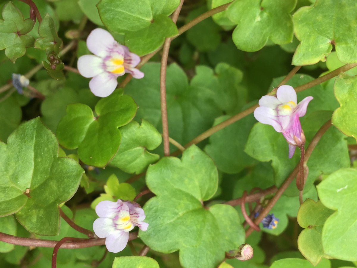 Fish_Ecology_SE's tweet photo. @MartindeRetuert @HantsIWWildlife @WildAbtGardens @WildlifeTrusts @bugboybaker Great Blog, Martin! Whole-heartedly agree #wildgardens #polinatorfriendly #makeroomfornature
Day 7 #30DaysWild
Ivy-leaved Toadflax, petite and subtle in colours and form, it is one of my favourite patio โweedsโ
#valuenature #naturalhealthservice #ConnectingPeoplewithNature https://t.co/J79Bg30Ll9