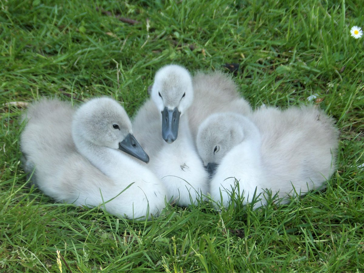 susan555_'s tweet image. Little fluffy cuties at #dedridgepond #cygnets #swanlife #wildlife #wildlifephotos #precious #cutebabies #fluffy #beautiful #cuteanimals #cutenessOVERLOAD