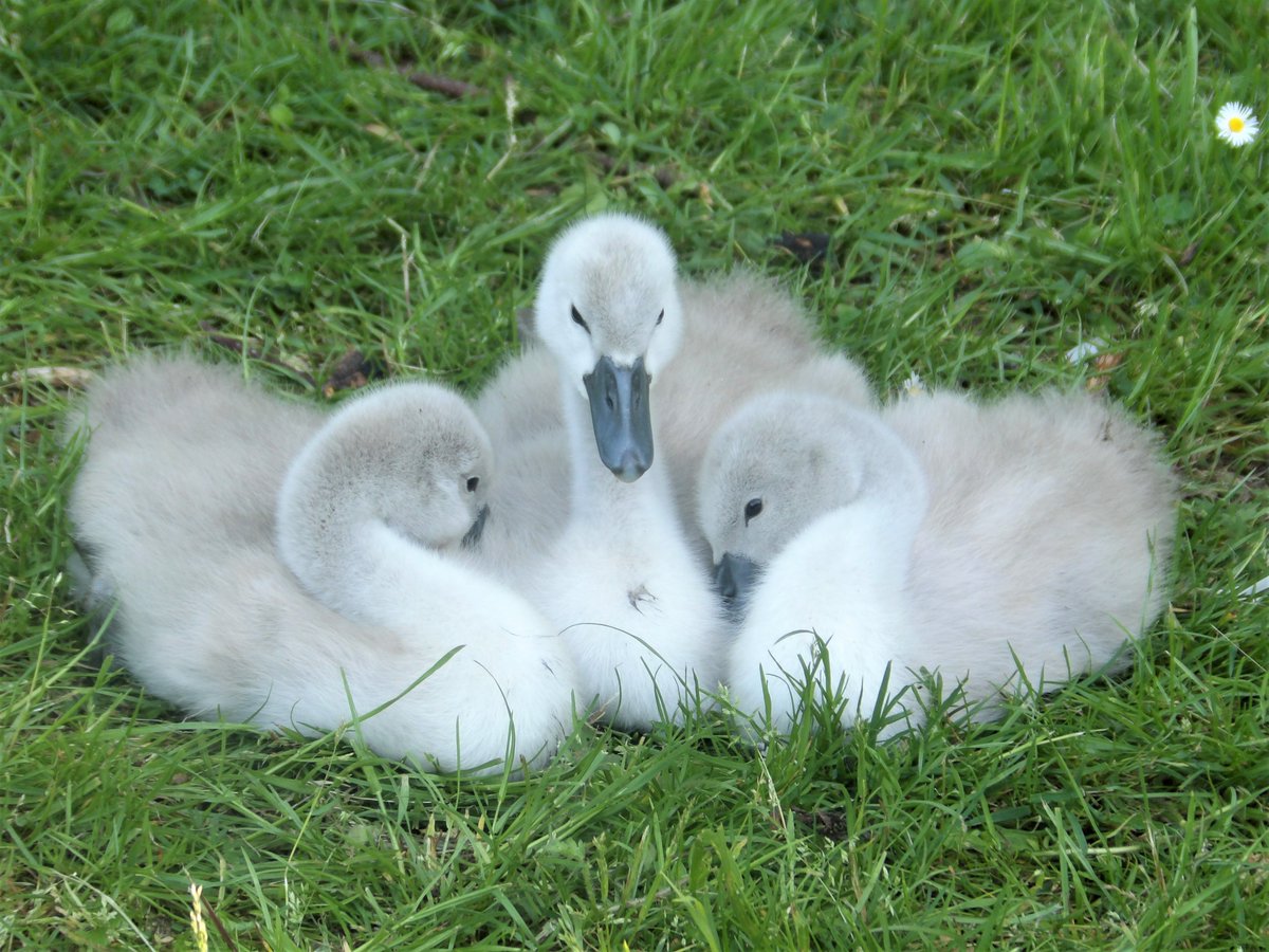 susan555_'s tweet image. Little fluffy cuties at #dedridgepond #cygnets #swanlife #wildlife #wildlifephotos #precious #cutebabies #fluffy #beautiful #cuteanimals #cutenessOVERLOAD