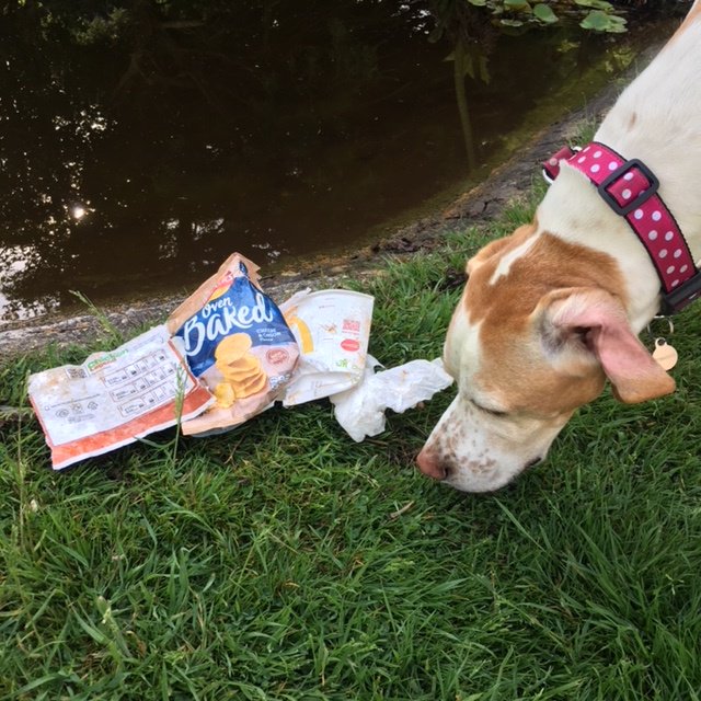 ChichesterDC's tweet photo. Lots of you have been out and about supporting our #AdoptanArea campaign. Some volunteers are even getting their pets involved! Thank you to the Litter Ladies for sending us this photo of Twiggy the dog helping out on a litter pick in Fishbourne. #AgainstLitter https://t.co/RrCrovoiIO