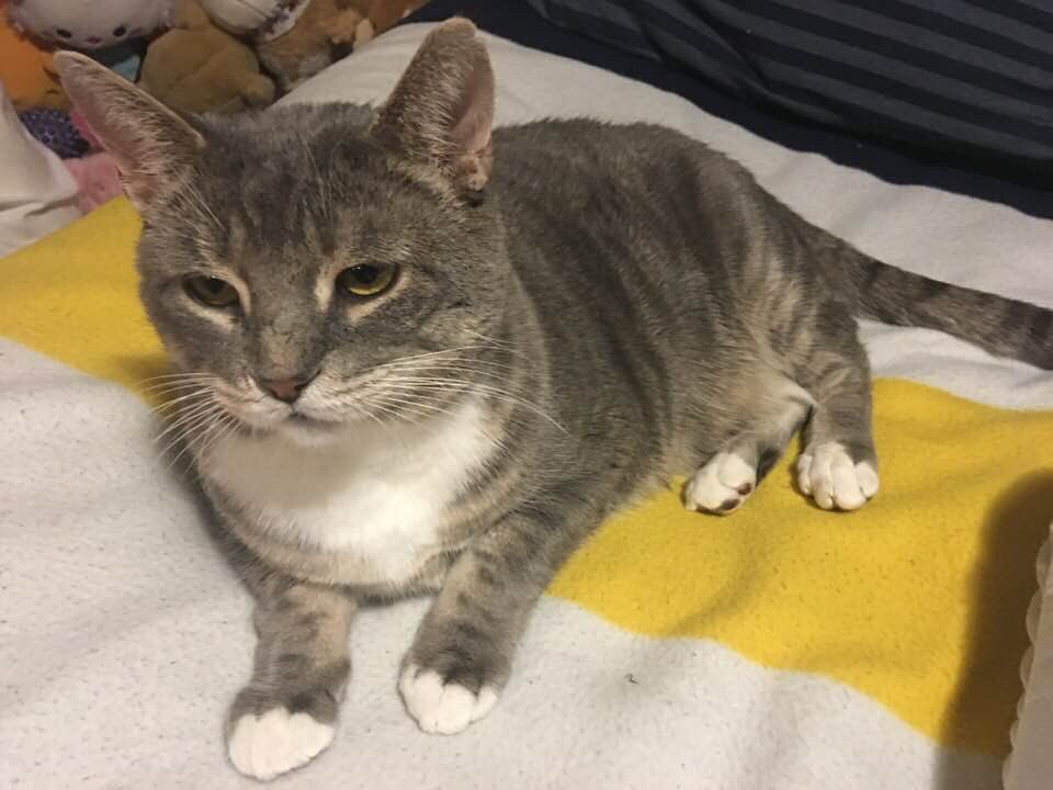 RoseColoured12's tweet photo. LOST CAT. Harley went missing June 6, 2018 around 3:30pm in the Port Royal Trail &amp; Brimley Rd area. Weighs approx 15lbs, 4 1/2 years old. #tabby cat #microchipped #scaredy cat. Missing a chunk in his left ears. #rescue cat. Please re-tweet https://t.co/EV7AASEuil