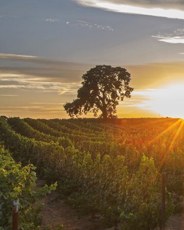 WineBizIntel's tweet photo. When the sun rises in Wine Country....drop the mic!🥂
.
.
.#winemaker #visitcalifornia #california4fun #experiencecalifornia #experiencesonomavalley #goneoutdoors #ig_wine #ig_udog #instawine #ig_estradas #keepexploring #lodiwine #letsdrinkthis #mywinesociety #naturegrail #na… https://t.co/YEXkp9c5X6