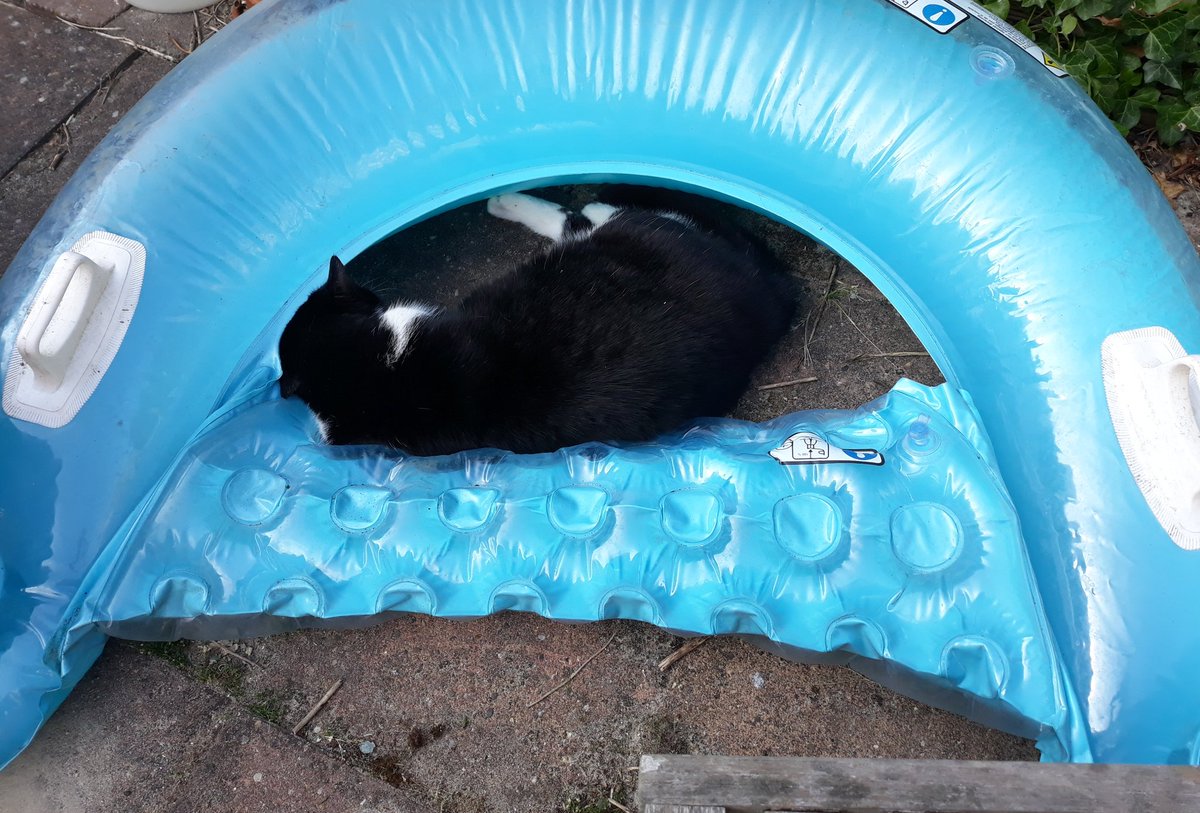 YoMonteolivo's tweet photo. I don't know why #Pio does this but he's there all tbe time #poolcat https://t.co/EKTrBAeh8O