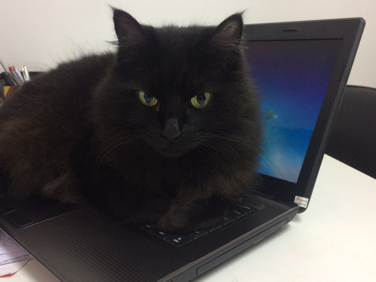 CaduChef's tweet photo. Perdi o note, virou cama!! https://t.co/fnfHeNrUok