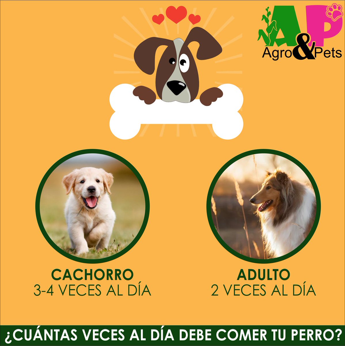 ATPCA1's tweet photo. ¿Conoces cuántas veces al día debe comer tu mascota para mantener una dieta balanceada? https://t.co/pgU2MApRFJ