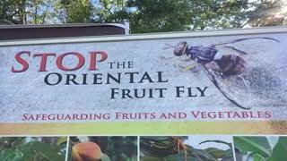 AgFunder's tweet photo. Agriculture officials hope to rid South Florida of Oriental fruit fly by Labor Day https://t.co/1vzfCgMDGJ #AgricultureNews #laborday https://t.co/RDaHRC09HP