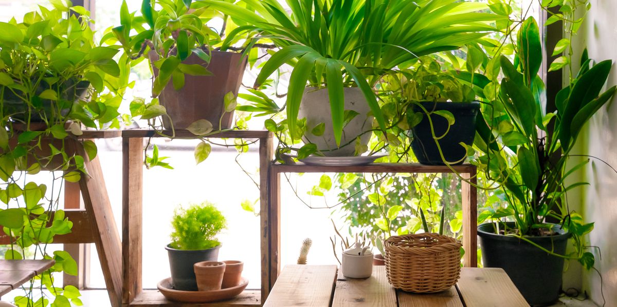 7 Indoor Plants That Can Actually Purify the Air in Your Home ghkp.us/FwNljCo