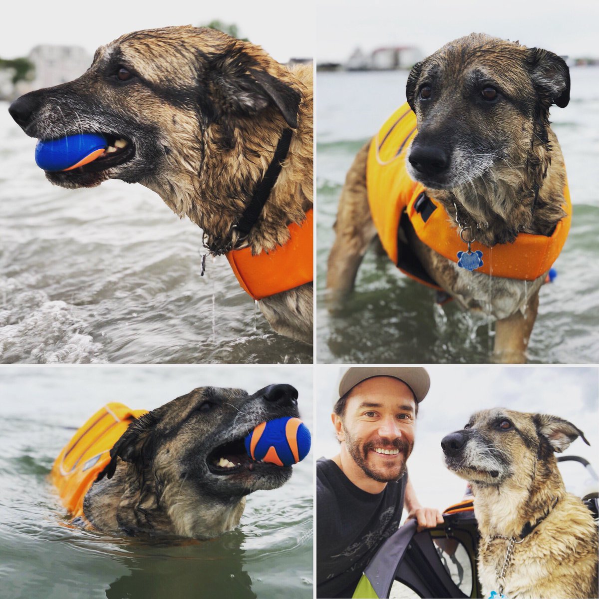 Almost exactly a year ago we had to amputate one of Sasha’s legs.  She’s spent the last year showing me she never needed it.  I’m a beaming, proud, super inspired dog dad. 😊