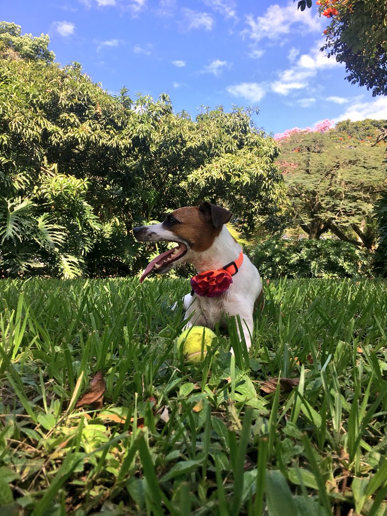 JulianTheilkuhl's tweet photo. Hoy son tres (3) años de amor puro. #Isis #JackRussel #Pet #Dog #FarmAgain https://t.co/2rG0SPGFMy