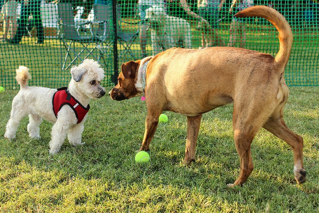 PhilaParkandRec's tweet photo. #BarksonTap begins TONIGHT at Segar Park! This pup-friendly pop up beer garden is the perfect place to meet your neighbors & their doggos π All proceeds from this event will benefit the Seger Park Dog Owners Association. Check it out β‘οΈ https://t.co/1fV2ixx8FS https://t.co/igejJ9EVU6