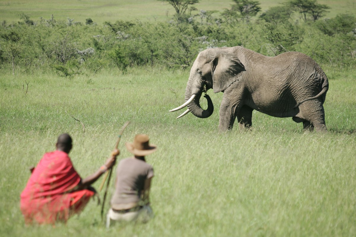 Explore ancient lands accompanied by the Maasai in what promises to be an experience of a lifetime  🐘🐘
#WanderingThru
#africansafaritravel #travelafricastory #travelafricastories #africansafaris #africansafariexperience #africansafariconnection #africansafaritours #safaritrip
