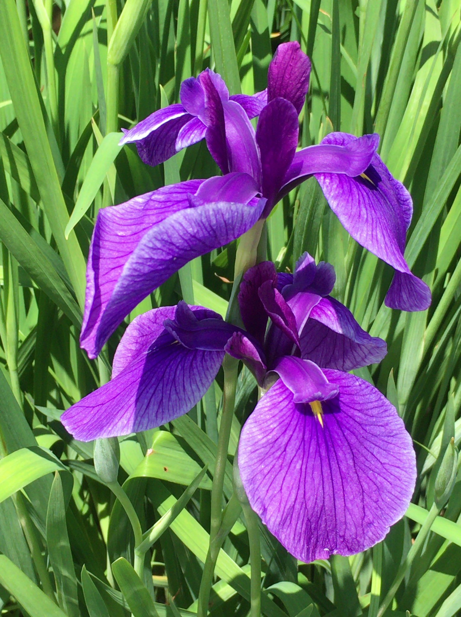 Chris 花菖蒲 寄り添ってキレイに咲いてる 花言葉 優しい心 メッセージ 希望 花菖蒲 菖蒲 あやめ ショウブ アイリス 小岩菖蒲園 菖蒲まつり 花 フラワー Flower Flowers はな ハナ アヤメ カキツバタ 杜若 ハナショウブ T Co Chris 花菖蒲 寄り添ってキレイに咲いてる 花言葉 優しい心 メッセージ 希望 花菖蒲 菖蒲 あやめ ショウブ アイリス 小岩菖蒲園 菖蒲まつり 花 フラワー Flower Flowers はな ハナ アヤメ カキツバタ 杜若 ハナショウブ T Co