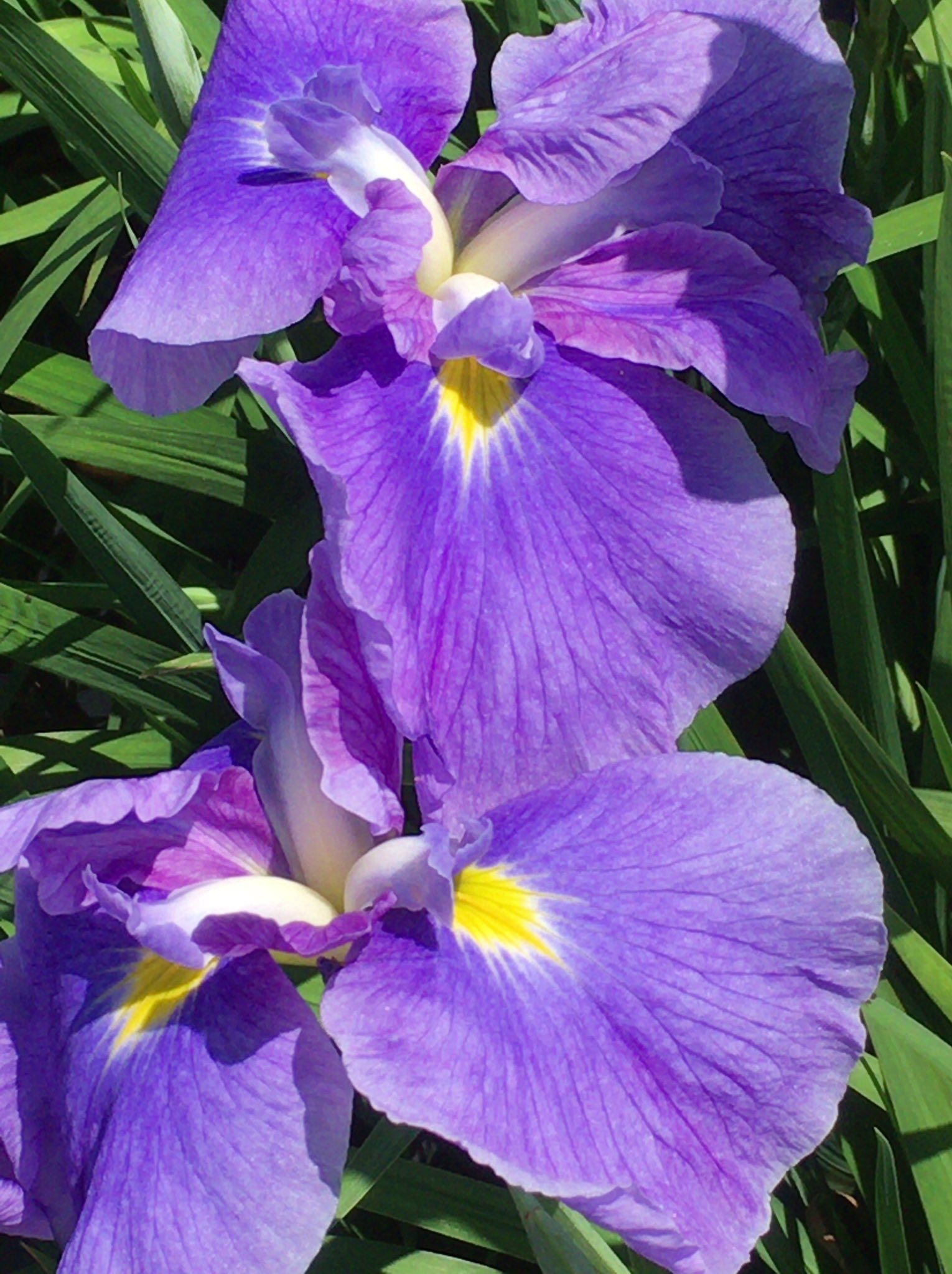 Chris 花菖蒲 寄り添ってキレイに咲いてる 花言葉 優しい心 メッセージ 希望 花菖蒲 菖蒲 あやめ ショウブ アイリス 小岩菖蒲園 菖蒲まつり 花 フラワー Flower Flowers はな ハナ アヤメ カキツバタ 杜若 ハナショウブ T Co Chris 花菖蒲 寄り添ってキレイに咲いてる 花言葉 優しい心 メッセージ 希望 花菖蒲 菖蒲 あやめ ショウブ アイリス 小岩菖蒲園 菖蒲まつり 花 フラワー Flower Flowers はな ハナ アヤメ カキツバタ 杜若 ハナショウブ T Co