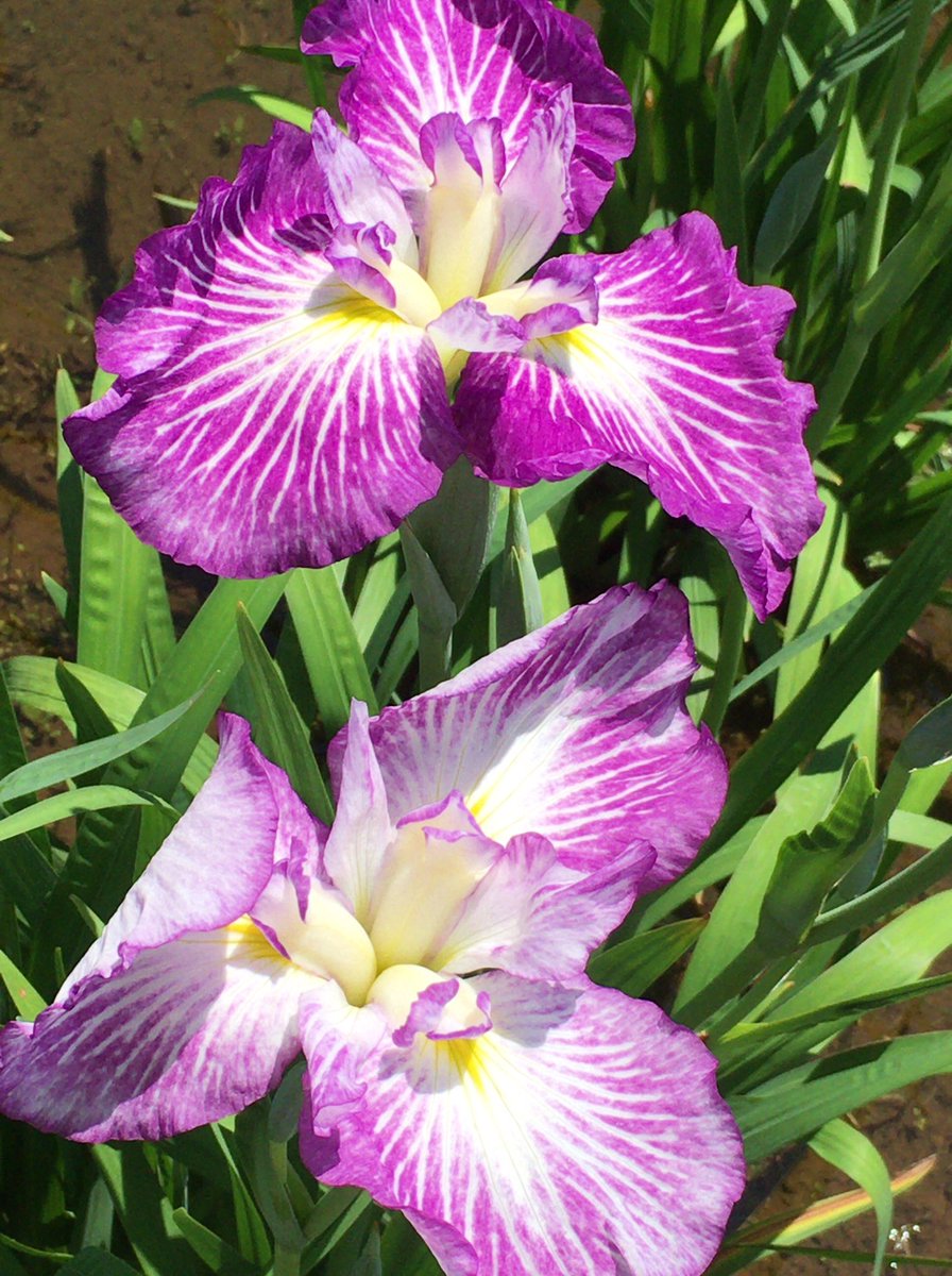 Chris 花菖蒲 寄り添ってキレイに咲いてる 花言葉 優しい心 メッセージ 希望 花菖蒲 菖蒲 あやめ ショウブ アイリス 小岩菖蒲園 菖蒲まつり 花 フラワー Flower Flowers はな ハナ アヤメ カキツバタ 杜若 ハナショウブ T Co