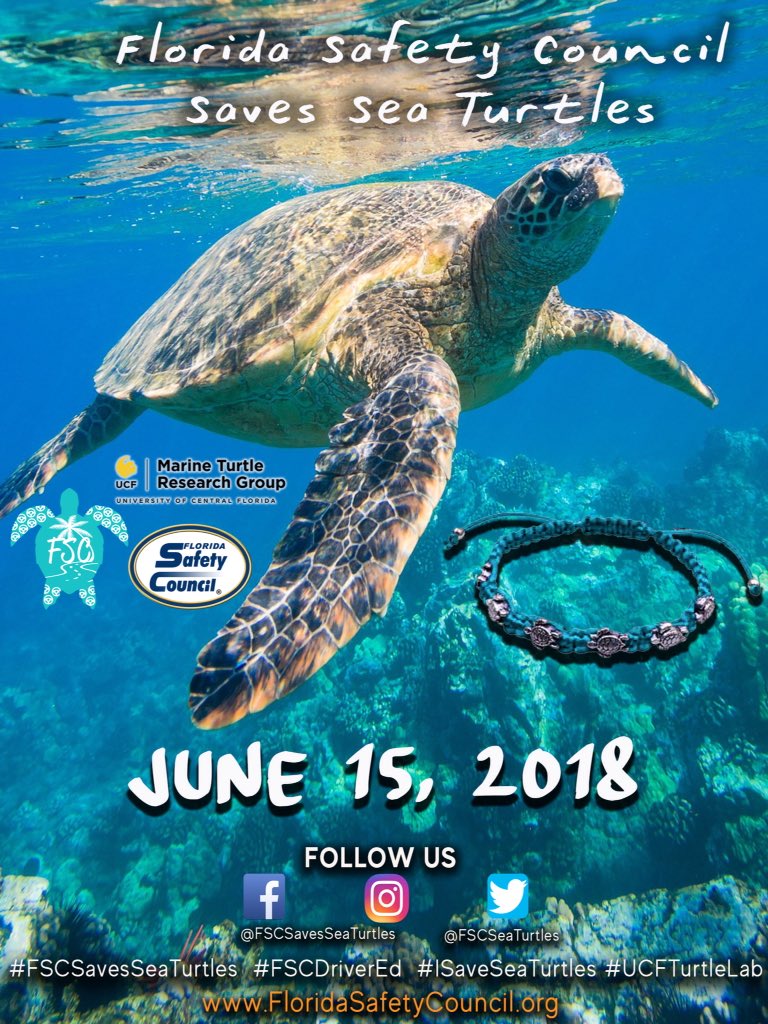 FSCsafety's tweet image. Support the UCF Marine Turtle Research Group by registering for driving lessons at the Florida Safety Council in Orlando! For more information please visit FloridaSafetyCouncil.org or call 407-897-4448 🐢🚘 #FSCSavesSeaTurtles #FSCDriverEd #ISaveSeaTurtles #UCFTurtleLab