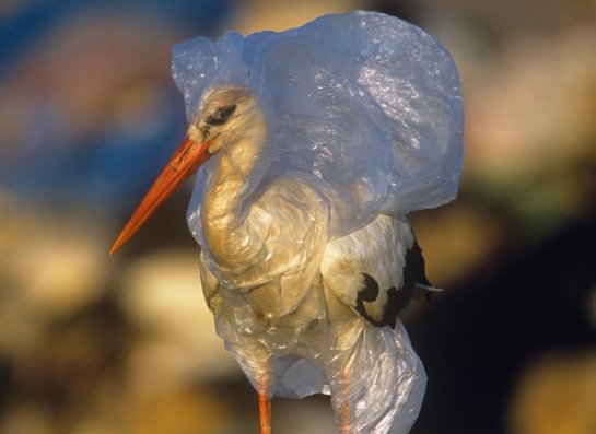 leflyer1's tweet photo. When you go #shopping bring your own plastic bags. Not use them once but more times. #nature #antipollution #Oceans #plastic #birds https://t.co/AVJ6DTIgNu