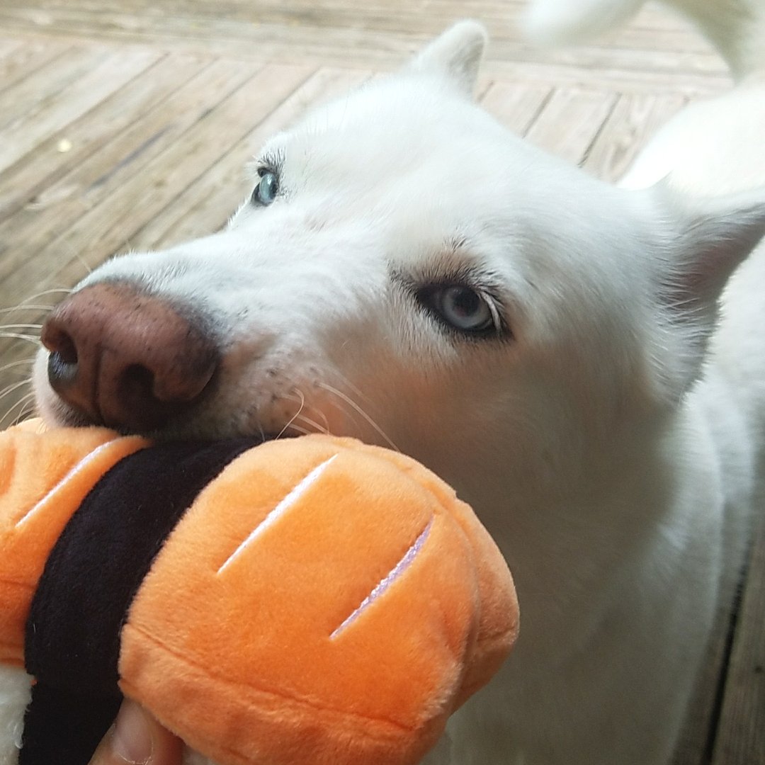 clearlyirish's tweet photo. Marley loved it!  Sign up for 6 mo &amp; get free extra toy each month @BarkBox @Influenster #BarkBoxInfluenster #complimentary #contest https://t.co/Q4kgwsSIUR