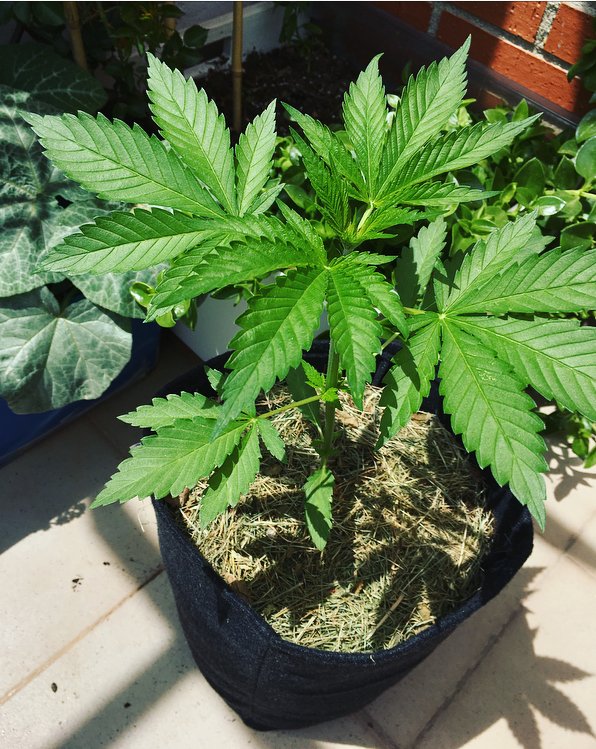 sweetseeds_es's tweet photo. ☘️ Sweet Pure CBD® (SWS65) está especialmente diseñada para satisfacer a los usuarios de cannabis terapéutico 💆🏾♀️💆🏾♂️
Gracias por este magnífico cultivo @kyloveone 😍
↪️ https://t.co/MLgtl7dlIV
#SweetPureCBD https://t.co/bRikee5Ou4