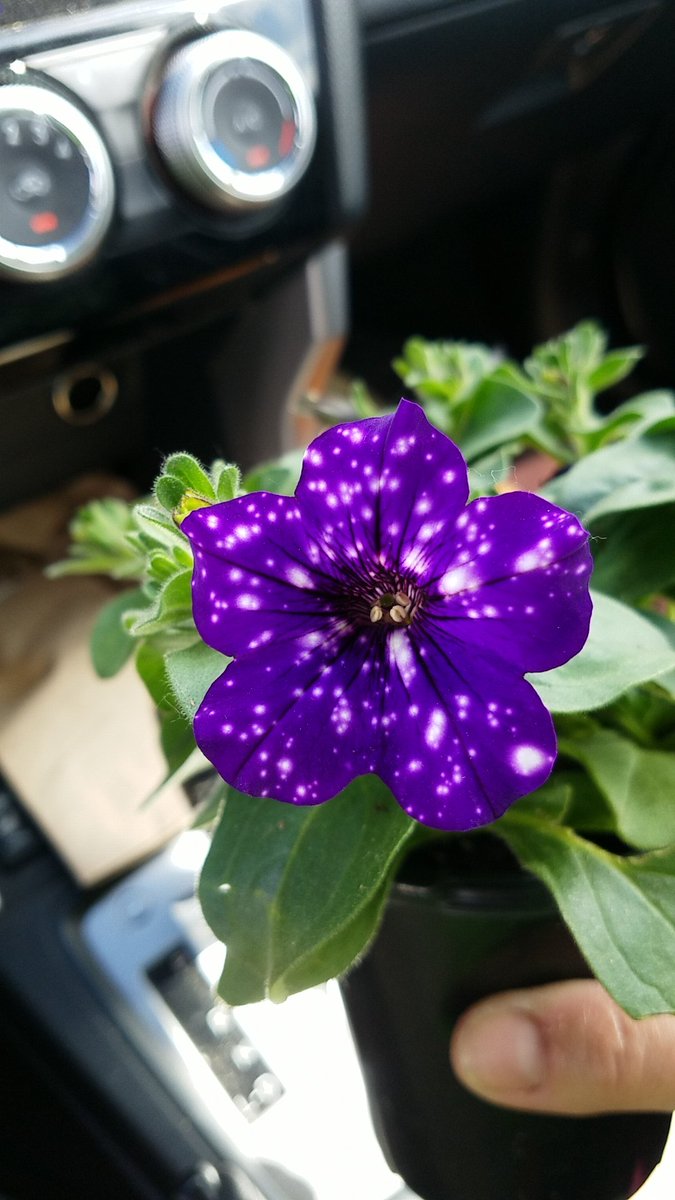 mezvan's tweet photo. No ... la foto no esta alterada ... la flor es así  
Es una petunia del cielo nocturno https://t.co/ETFpLtecYm
