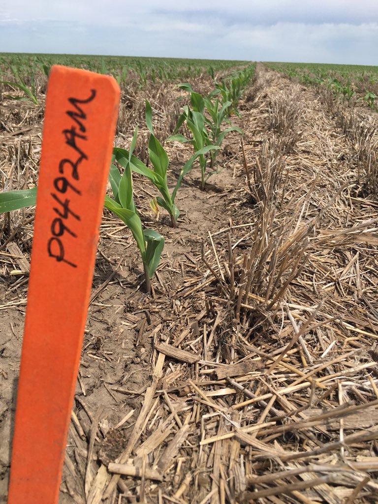 sam_hagedorn_'s tweet photo. #P9492AM by Onida, SD is looking to be a great short day hybrid! It has a good stand, watch for this one at harvest. @PioneerSeeds @PioneerSDakota #plant18 #yieldhero https://t.co/7cYBx4JZKW