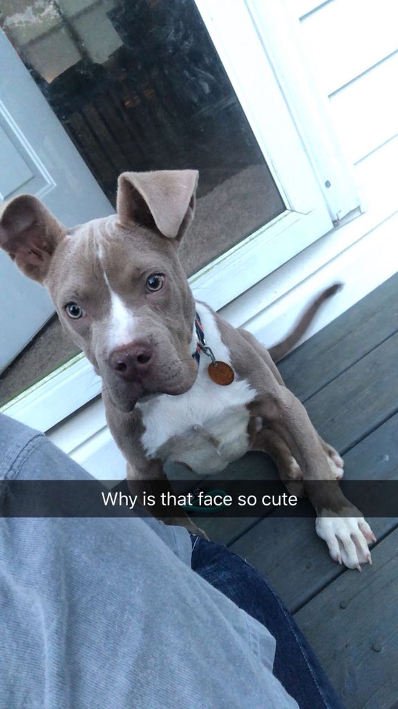 Allicherry10's tweet photo. *STOLEN* please retweet and help us find this baby. He was stolen off of robin drive in albertville https://t.co/s0zKMWmsAk