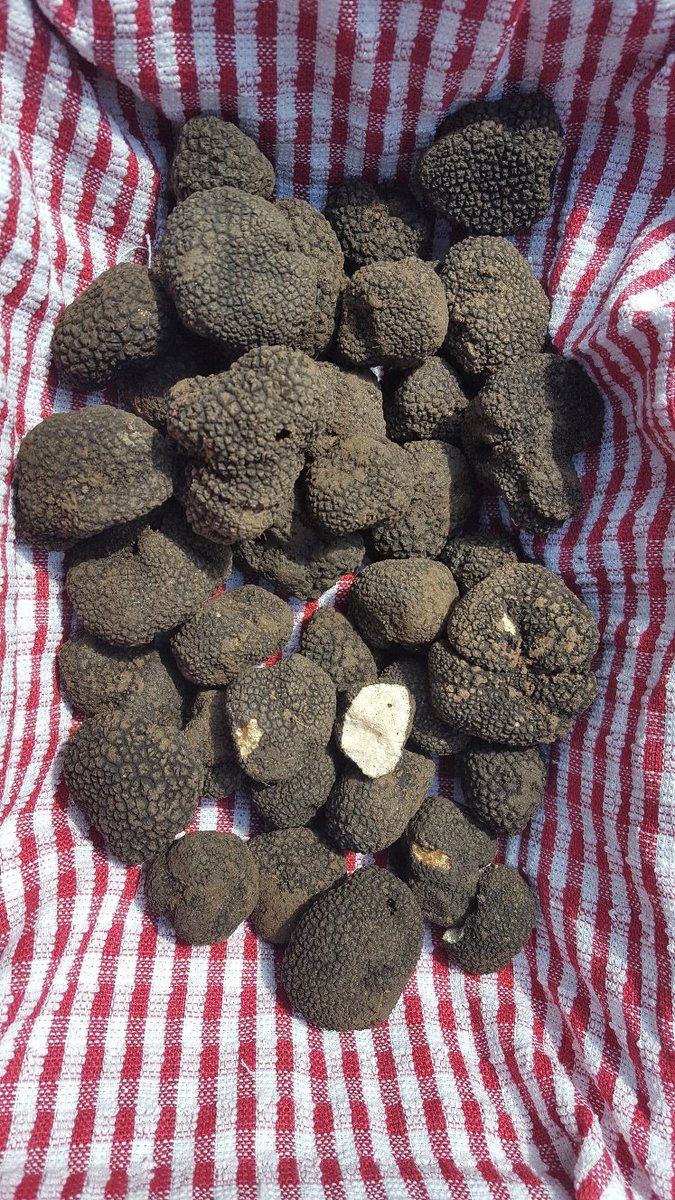 TruffleFresh's tweet photo. Hey Buyers! Quality Black Truffles. NOW available. From 1kg to 10kg per week. Contact us for competitive prices and 48hr delivery. Freshly hunted and straight to your doorstep. @EuroFresh123 @Sidesalads @elseyandbent @ddpltd @colimanallfresh @allfresch @Entremettier https://t.co/F6cBkWju8T