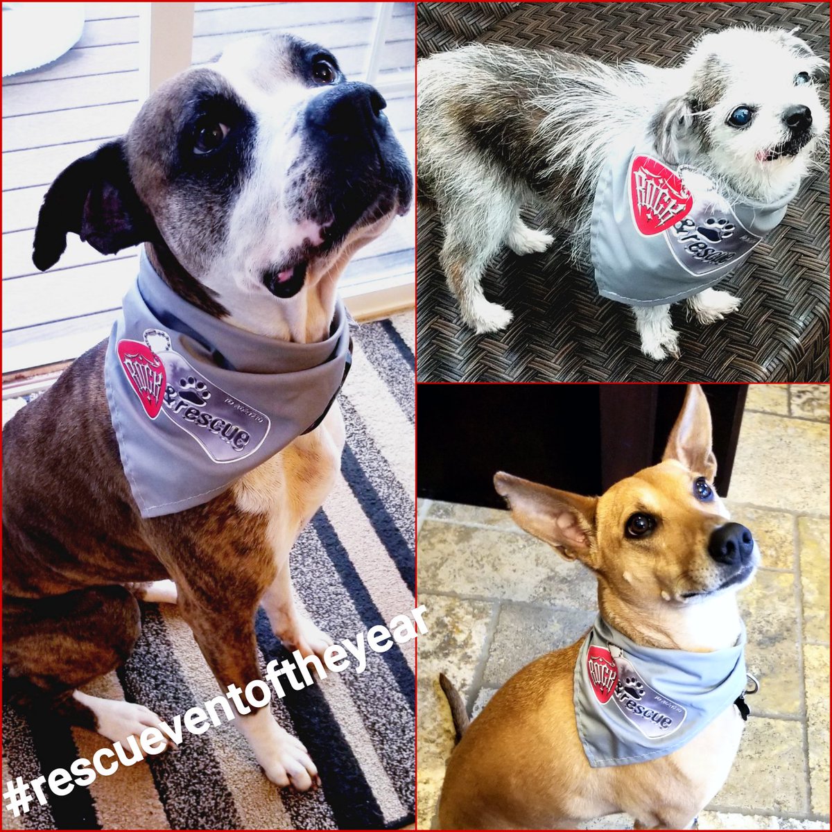 Check out some of our pups trying on their R&amp;R bandanas that you will get in your swag bags!!! #rescueeventoftheyear 
<a href="/PoetsVision/">PoetsVision</a> <a href="/FreedomDogCA/">Freedom Dog Rescue</a> <a href="/OttawaDogRescue/">Ottawa Dog Rescue</a> @Cardel_Homes