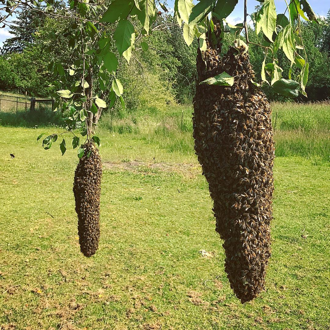 preserve_bees's tweet photo. #bumblebees #bees #savethebees #honeybees #beekeeping #honey #honeybee #beehive #beelifecycle https://t.co/ey60qFS1ih