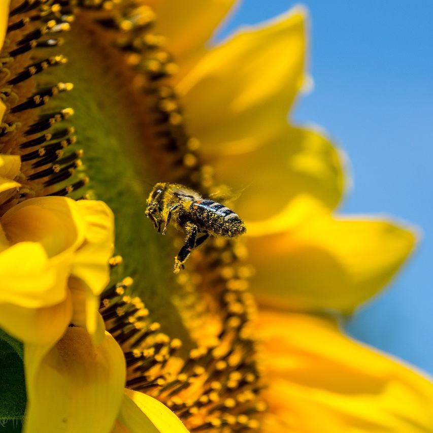 preserve_bees's tweet photo. #bumblebees #bees #savethebees #honeybees #beekeeping #honey #honeybee #beehive #beelifecycle https://t.co/Cfyaykk5qw