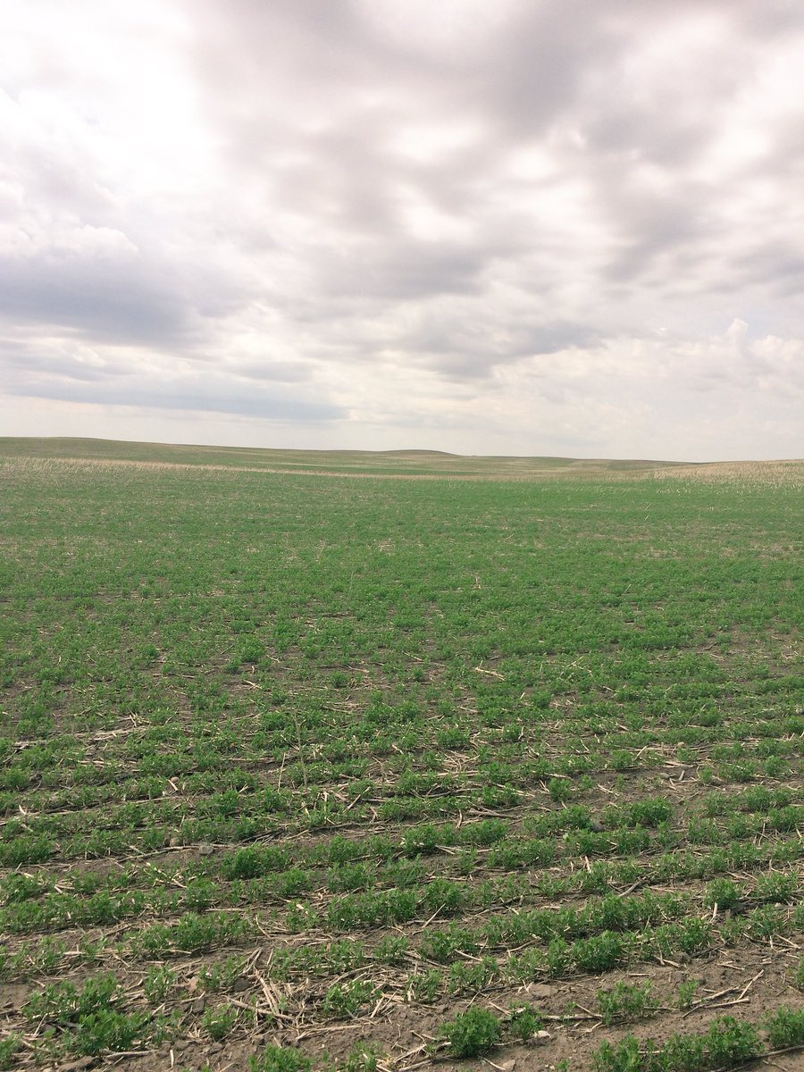 DeanKinchen's tweet photo. Using @DecisiveFarming #Optimize #Variablerateseeding to control vegetative growth rates thus helping with disease factor and increasing yield https://t.co/pwZzVjO47z