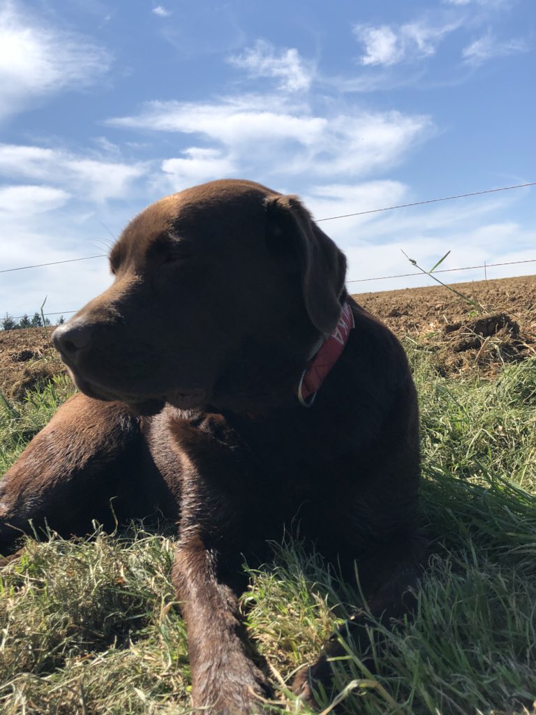 LabradorMilka tweet picture