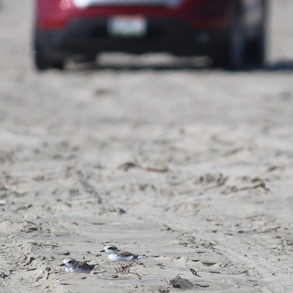 PACIFICA_at_Ens's tweet photo. #LaPlayaEsDeTodos 🐦
El #ChorlitoNevado es una #AvePlayera que visita nuestras playas durante los meses de abril a julio para reproducirse y cuidar de sus polluelos🐣. 
¡No perturbemos su hábitat con vehículos motorizados!
Foto cortesía de @TerraPeninsular https://t.co/eubtfTJ0kC