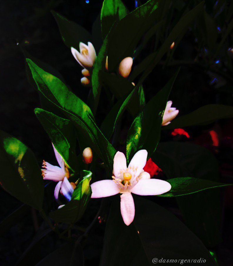 Get Durchschnittsmensch For Android Durchschnittsmensch