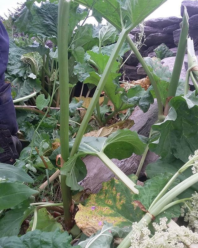 TopsyFarms's tweet photo. Raided our son's rhubarb bed for our winter supply. Starting our first Island fresh food collection and delivery to @loving_spoonful June 18th. Topsy has donated fresh food to the hungry in Kingston for 30 years.

#sharing #freshfarmfood #foodinsecurity … https://t.co/DggWqzvKtP https://t.co/JChUW20l7O